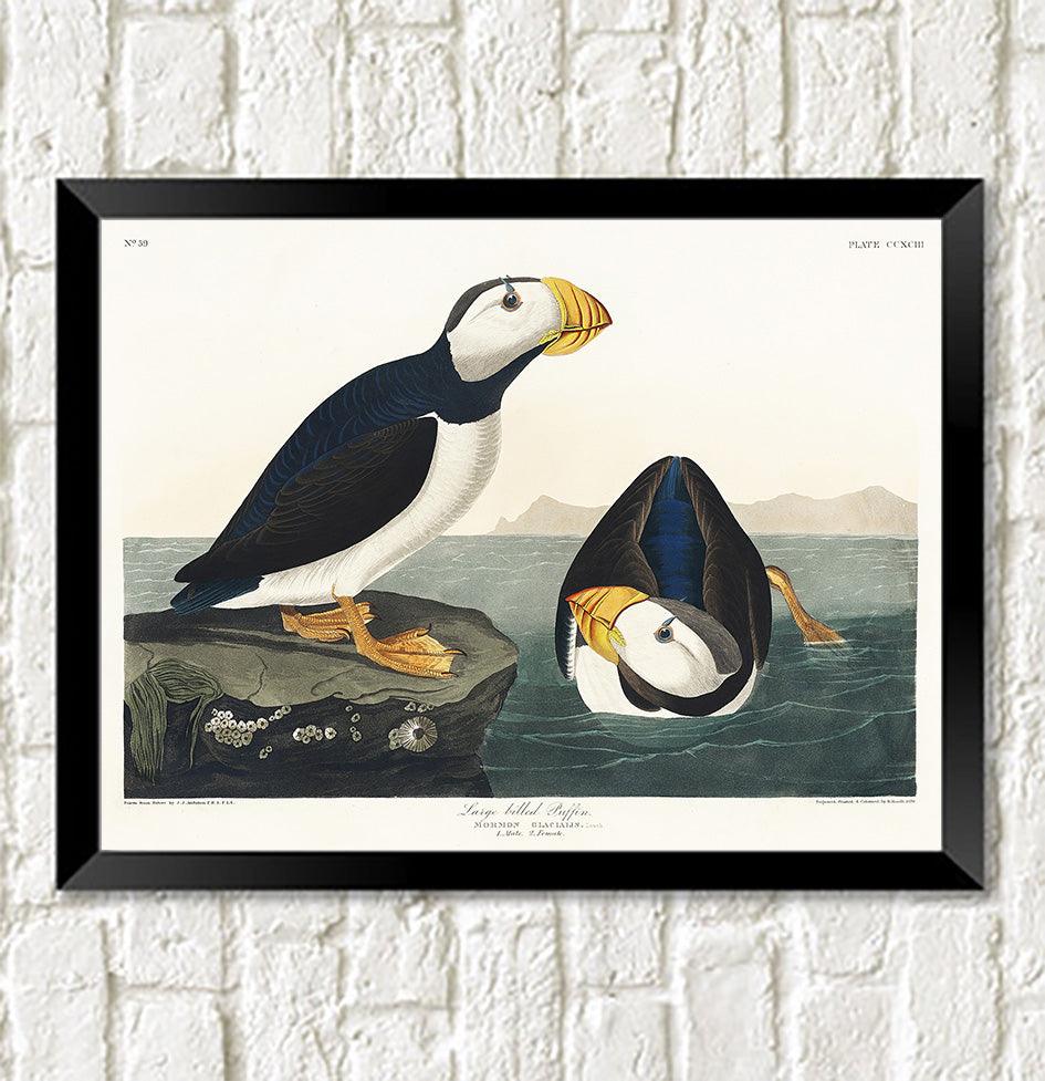 LARGE PUFFIN PRINT: Vintage Audubon Bird Art - Pimlico Prints