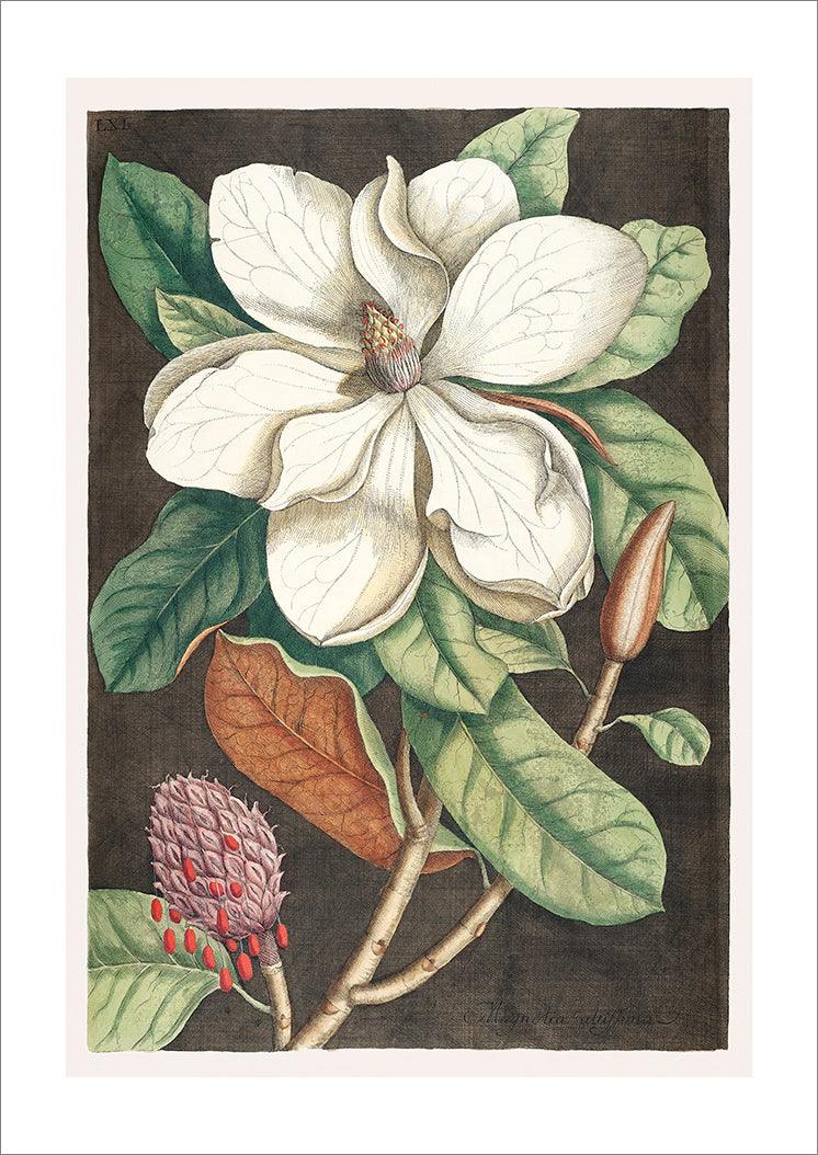 LAUREL TREE PRINT: Mark Catesby Magnolia Art - Pimlico Prints