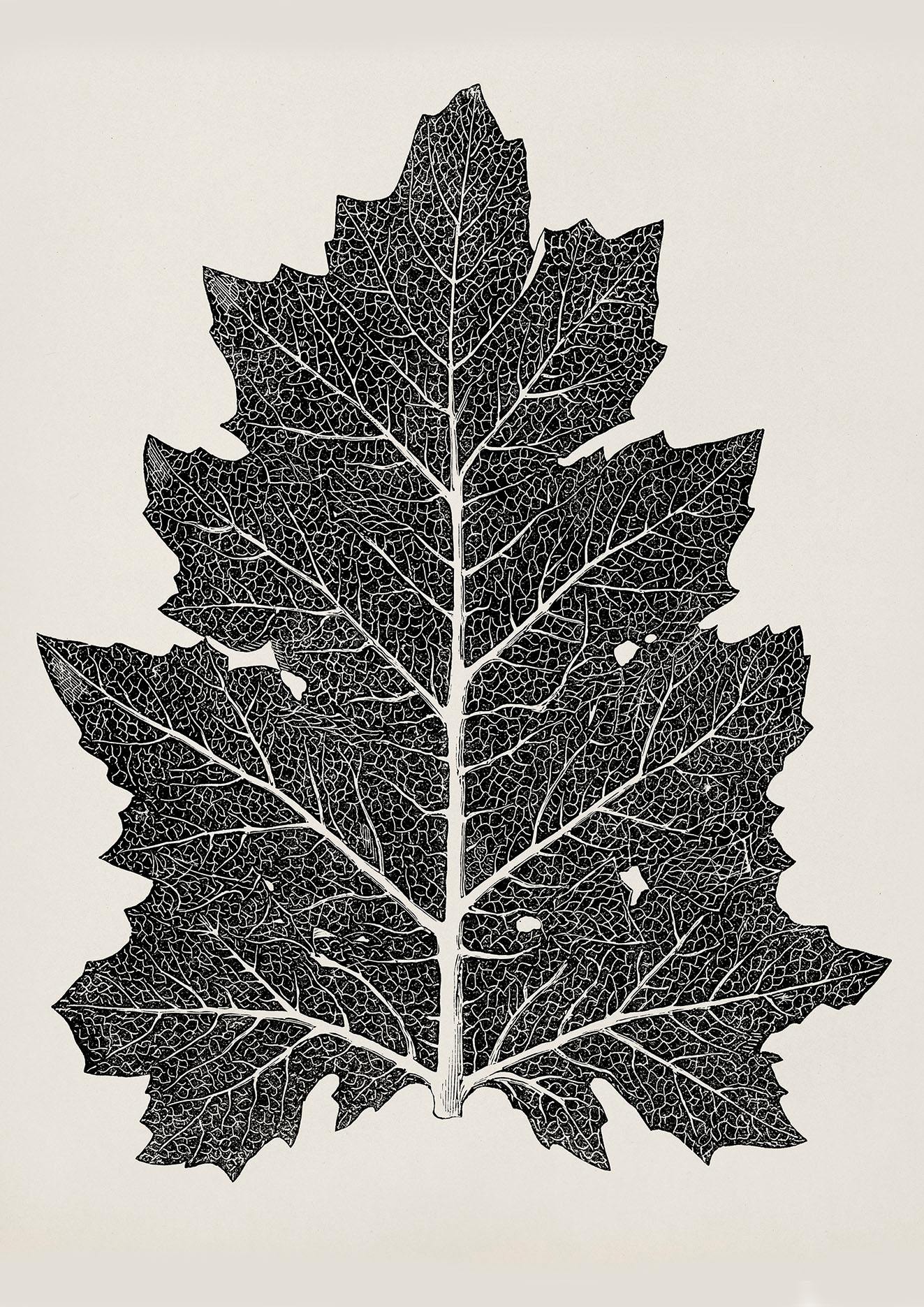 LEAF DRAWING PRINT: Black and White Botanical Art by Owen Jones - Pimlico Prints