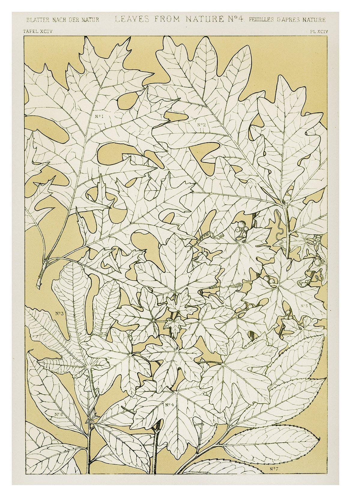 LEAVES FROM NATURE: Vintage Leaf Art Prints, by Owen Jones - Pimlico Prints