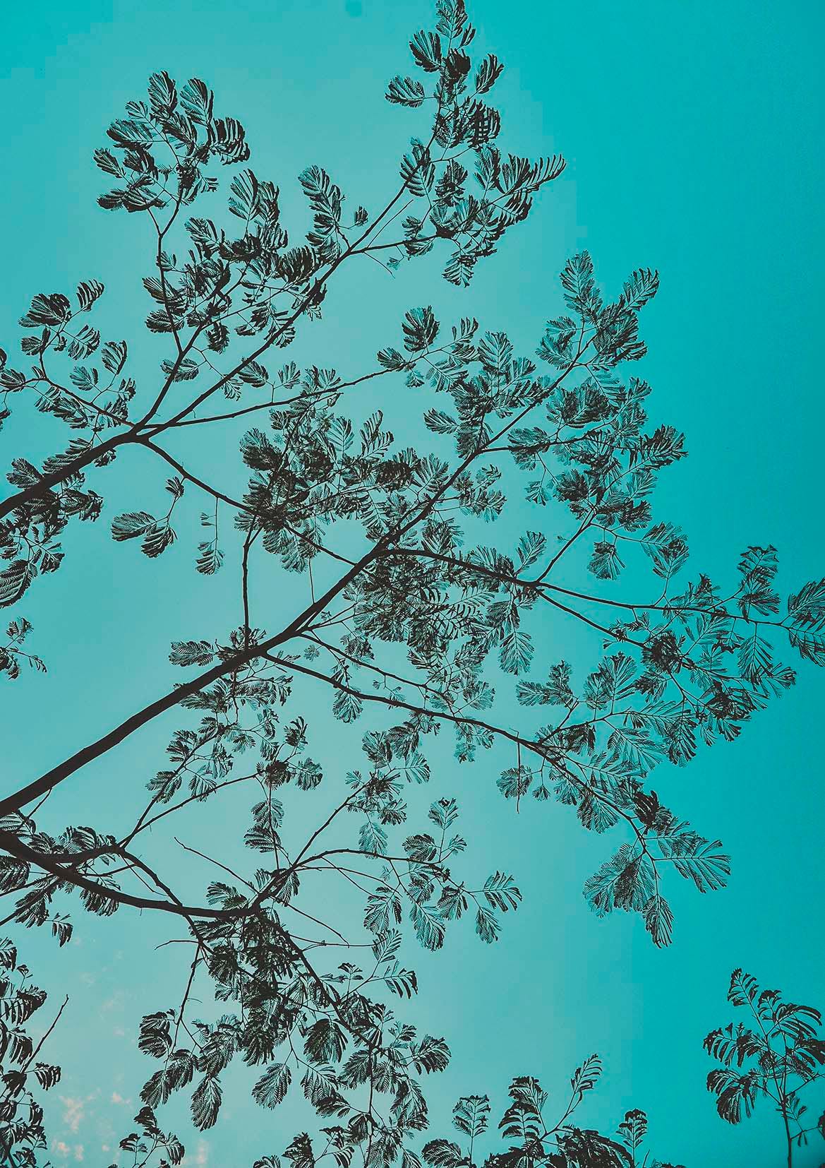 LEAVES SILHOUETTE PRINT: Blue Sky Photo Art - Pimlico Prints