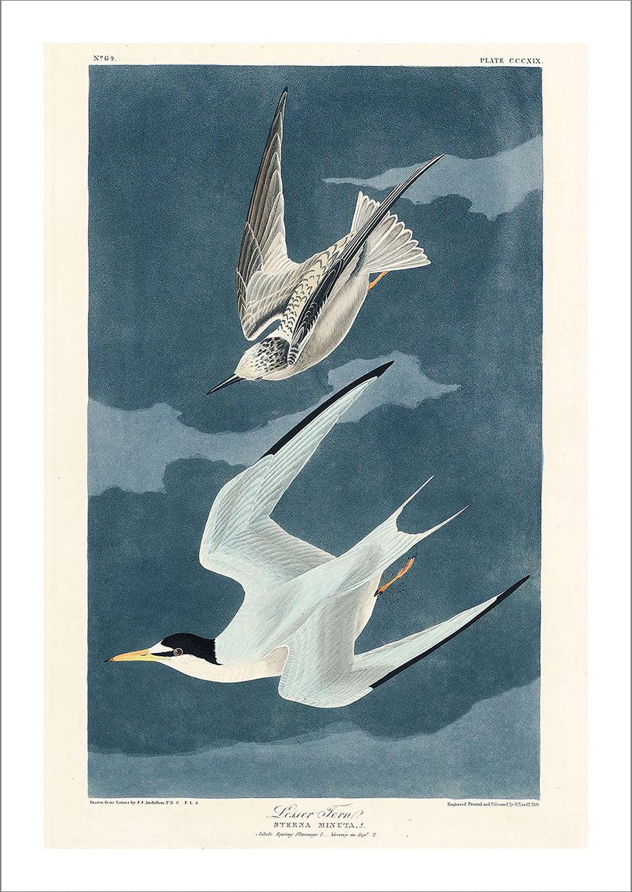 LESSER TERN PRINT: Vintage Audubon Bird Art - Pimlico Prints