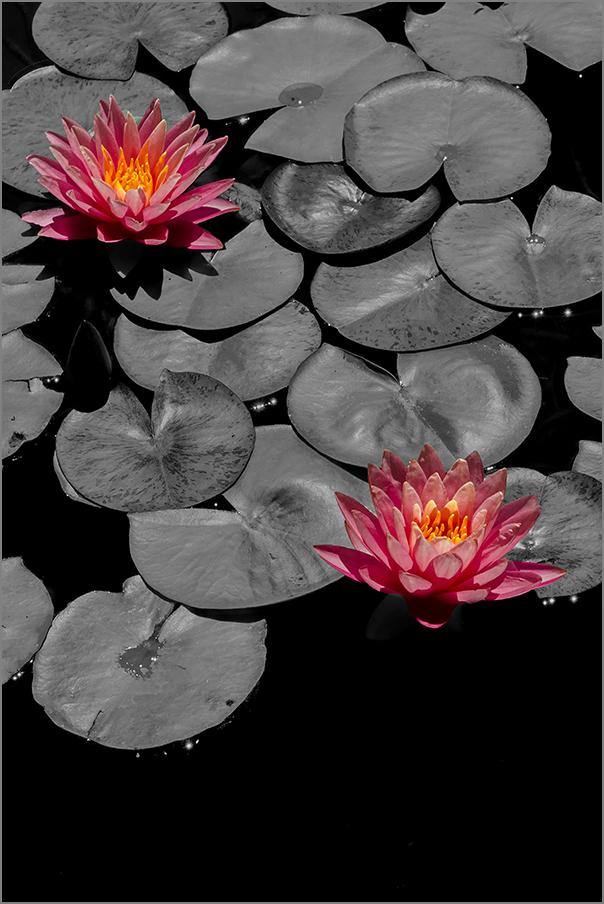 PINK LILIES: Pond and Flowers Photography Print - Pimlico Prints