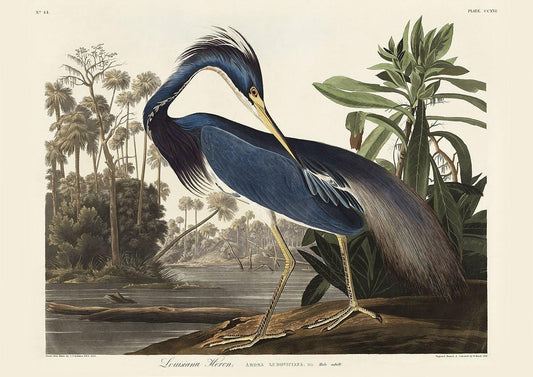LOUISIANA HERON PRINT: Vintage Audubon Bird Art - Pimlico Prints