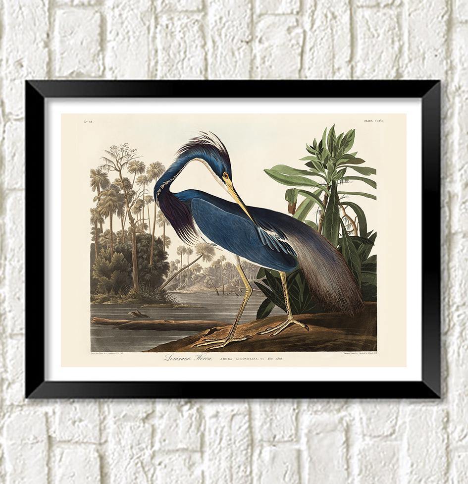 LOUISIANA HERON PRINT: Vintage Audubon Bird Art - Pimlico Prints