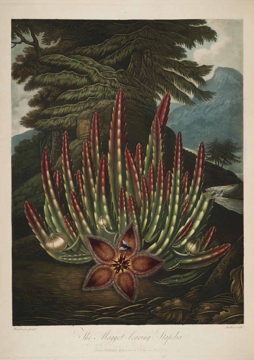 MAGGOT BEARING STAPELIA PRINT: Robert Thornton Plant Art - Pimlico Prints