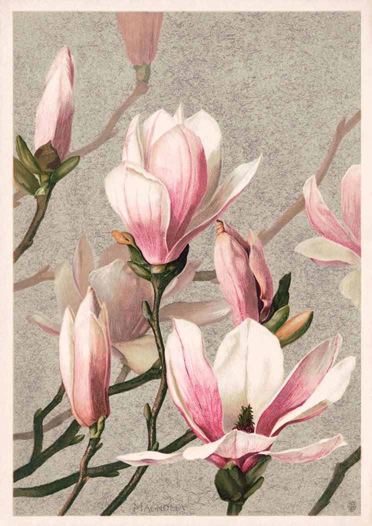MAGNOLIA PRINT: Vintage Flower Art Illustration - Pimlico Prints