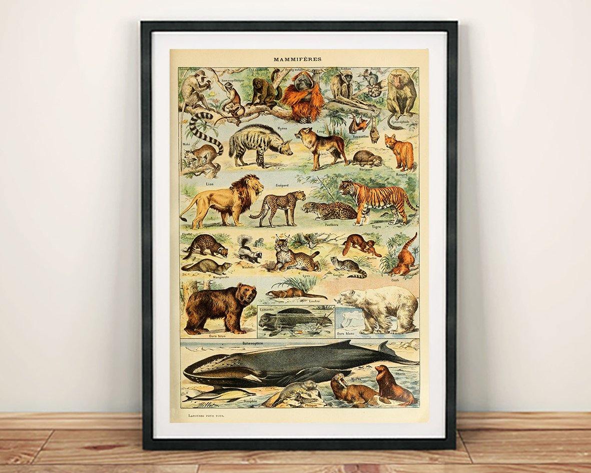 VINTAGE MAMMALS POSTER: French Art Print With Lion, Whale - Pimlico Prints