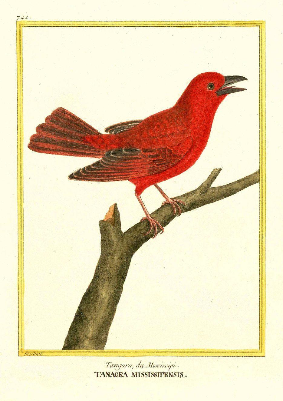 RED BIRD PRINT: Vintage Tanager Art Illustration - Pimlico Prints