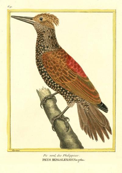 WOODPECKER BIRD PRINT: Vintage Brown Bird Art - Pimlico Prints