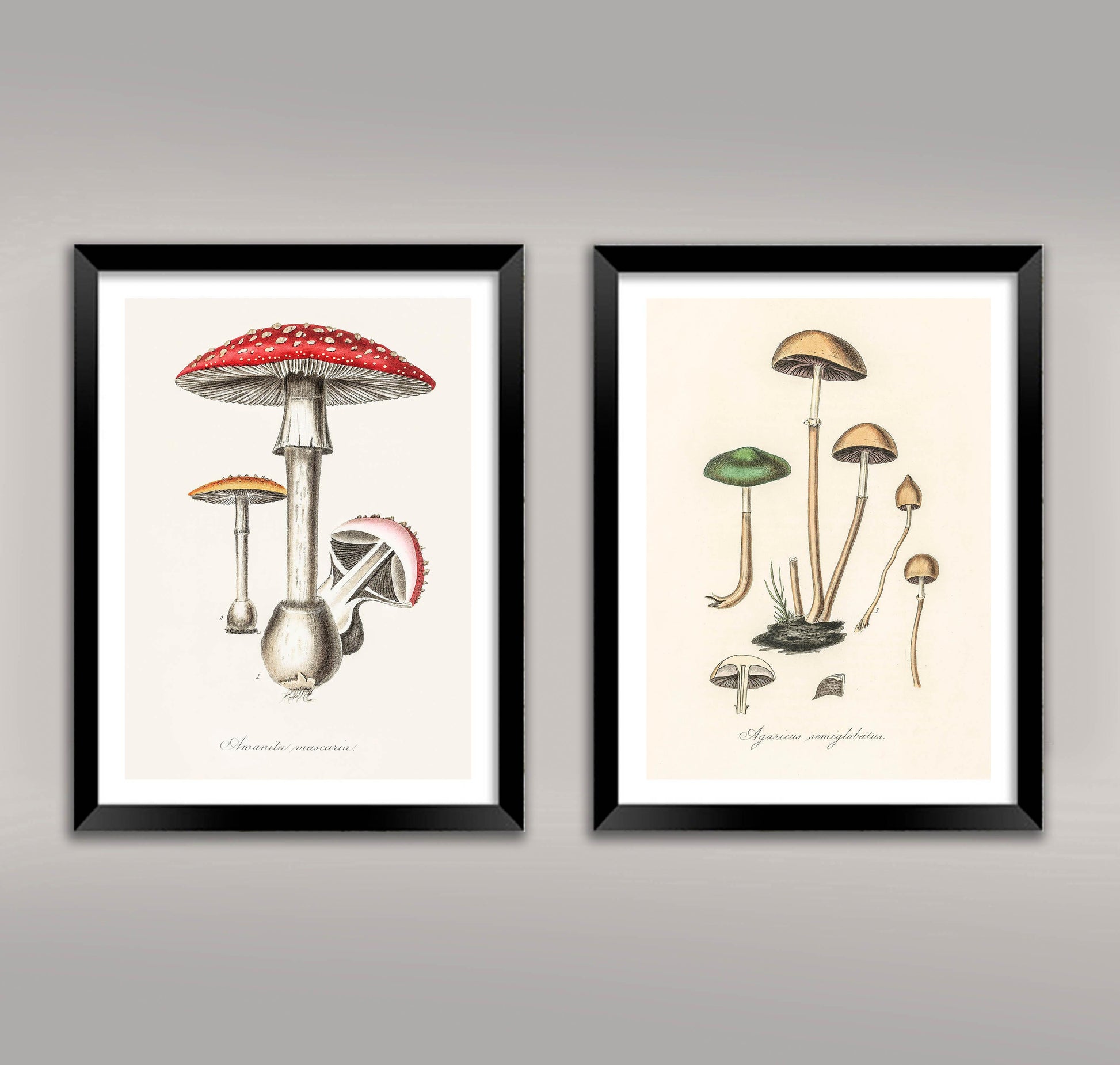 FUNGI PRINTS: Vintage Mushroom Toadstool Art Illustrations - Pimlico Prints