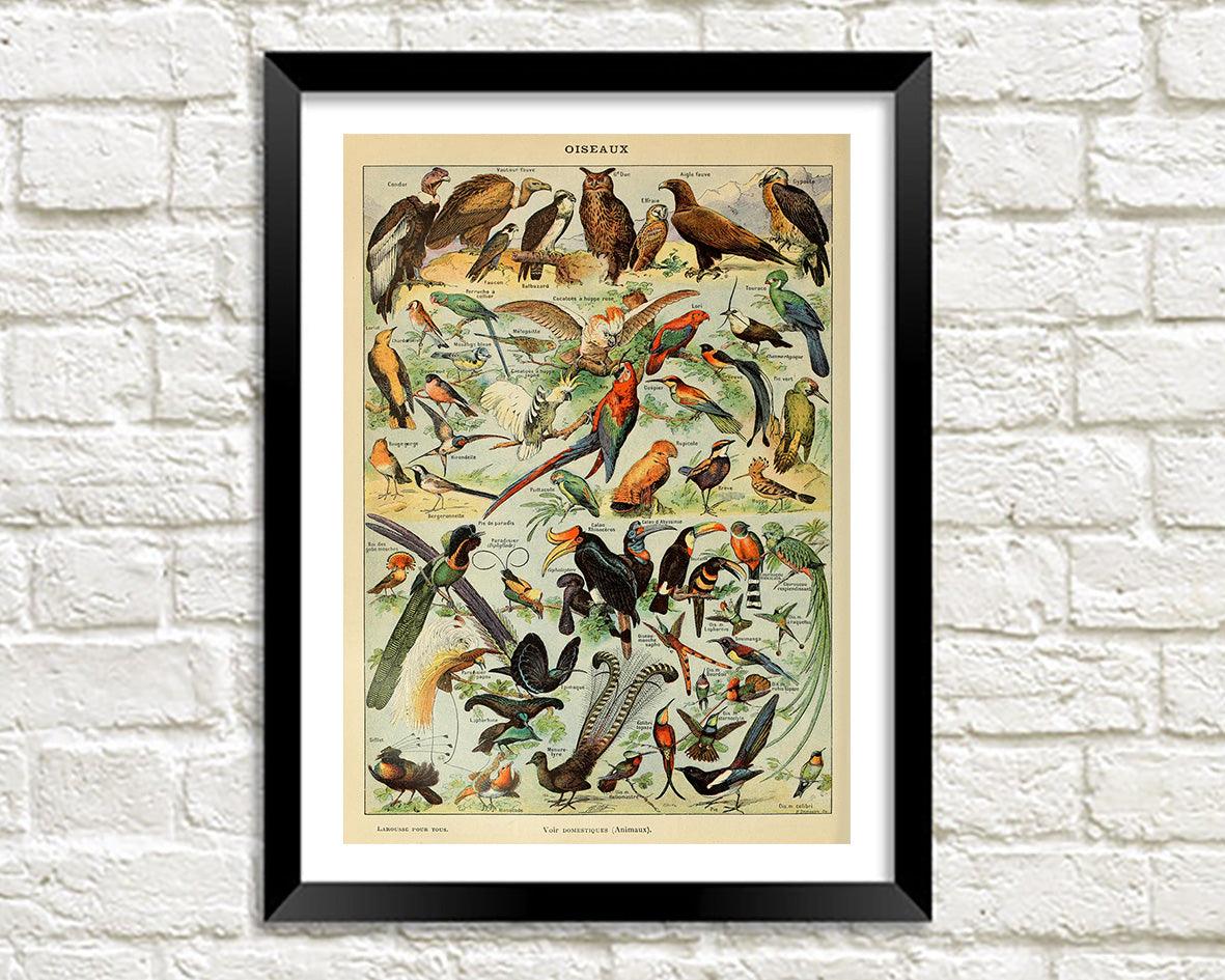 VINTAGE BIRDS POSTER: French Oiseaux Art Print - Pimlico Prints