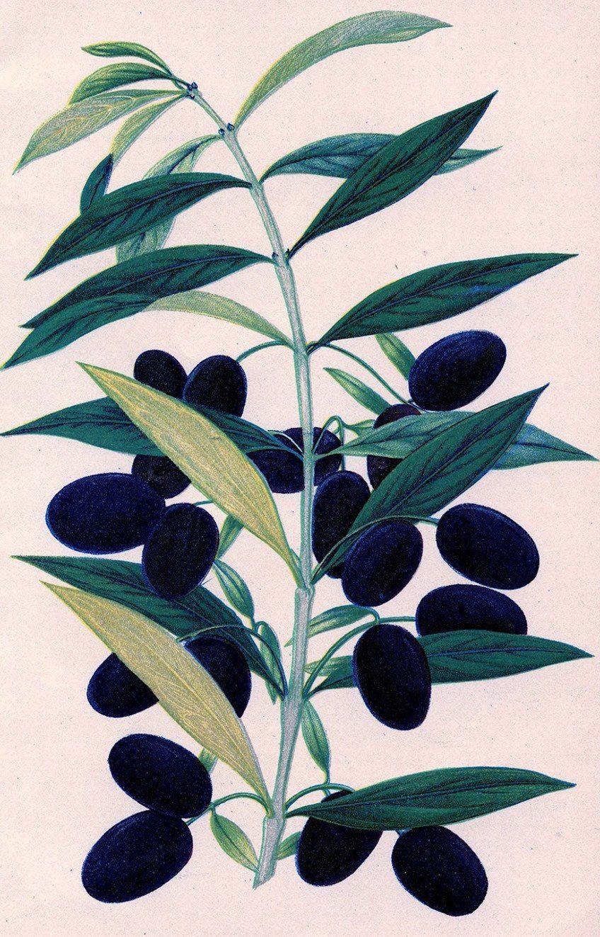 BLACK OLIVES PRINT: Vintage Olive Art Illustration - Pimlico Prints