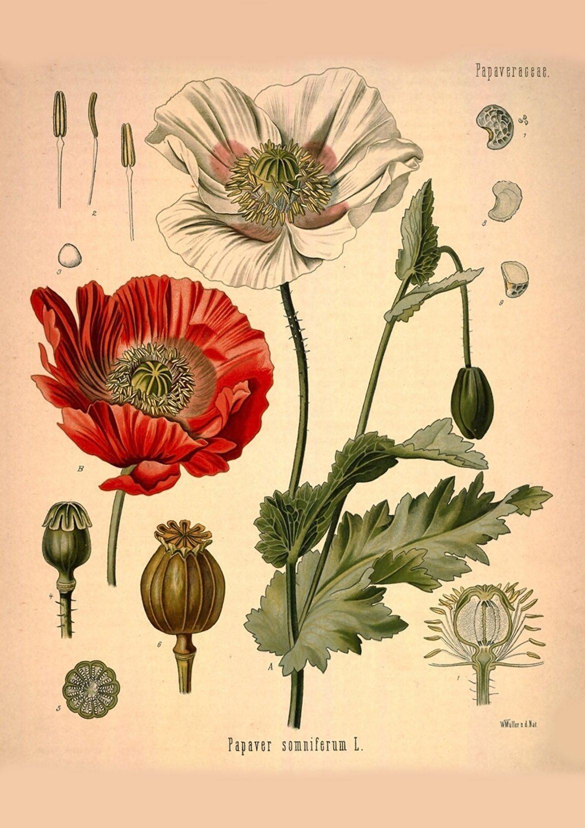 OPIUM ART PRINT: Vintage Botanical Plant Illustration - Pimlico Prints