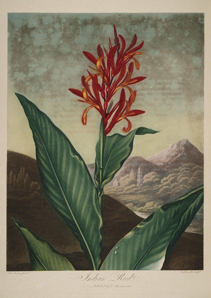 INDIAN REED PRINT: Robert Thornton Ornage Flower Art - Pimlico Prints