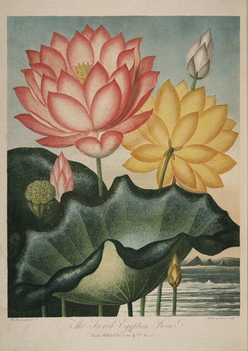 ORANGE & YELLOW FLOWER PRINT: Robert Thornton Botany Art - Pimlico Prints