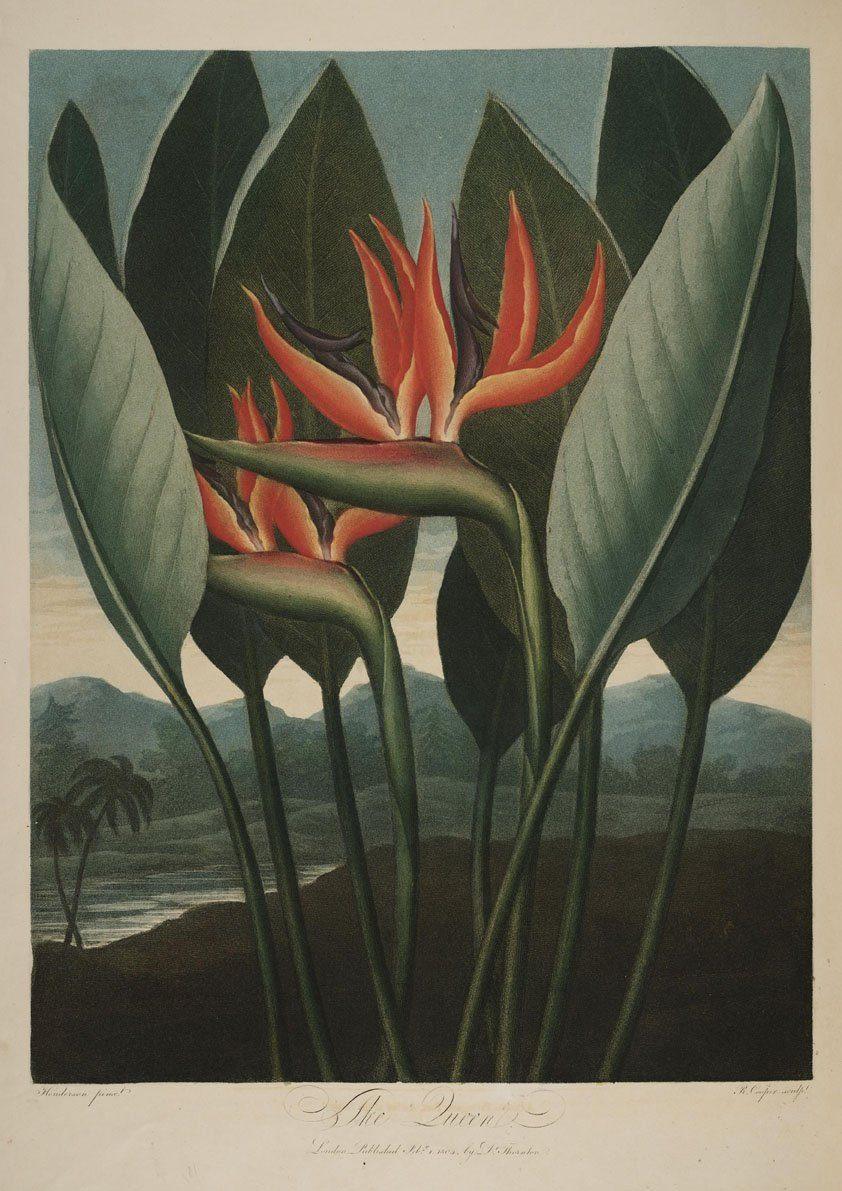 STRELITZIA QUEEN PLANT: Robert Thornton Flower Print - Pimlico Prints