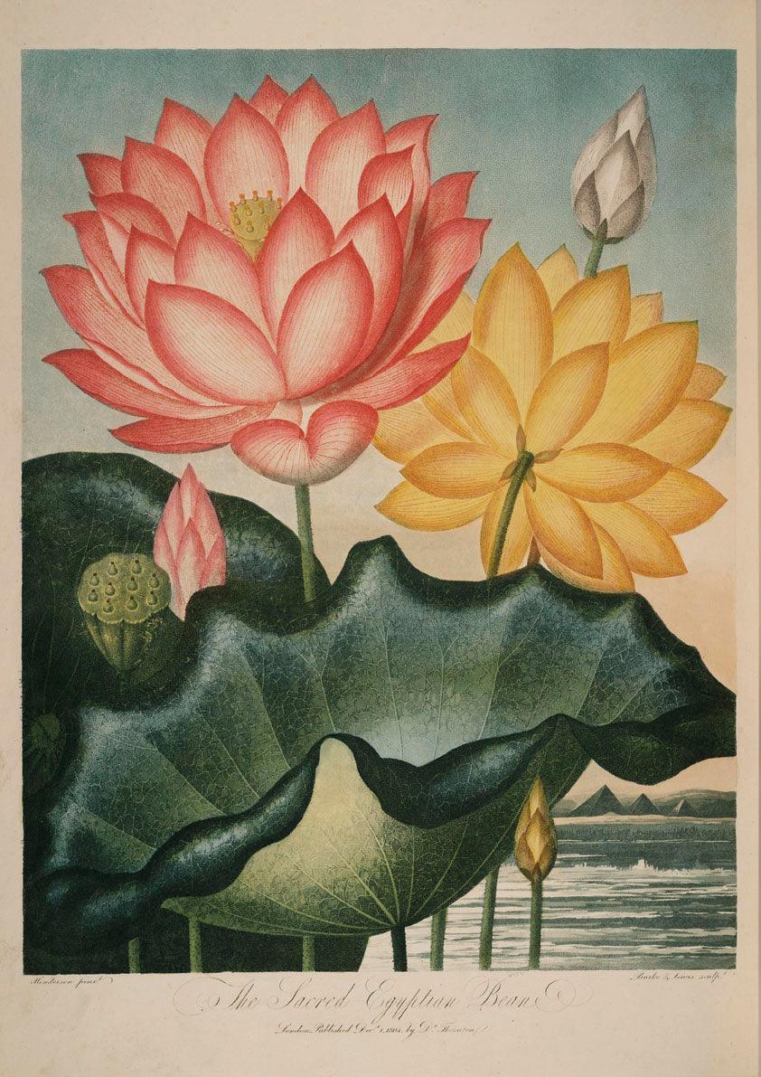 SET OF FLOWER PRINTS: Robert Thornton Temple of Flora Art - Pimlico Prints