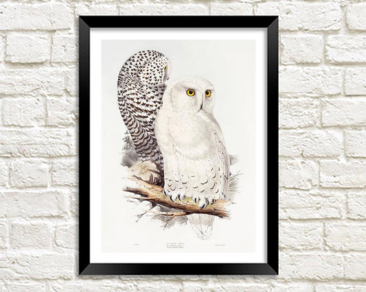 SNOWY OWL PRINT: Vintage Bird Illustration - Pimlico Prints
