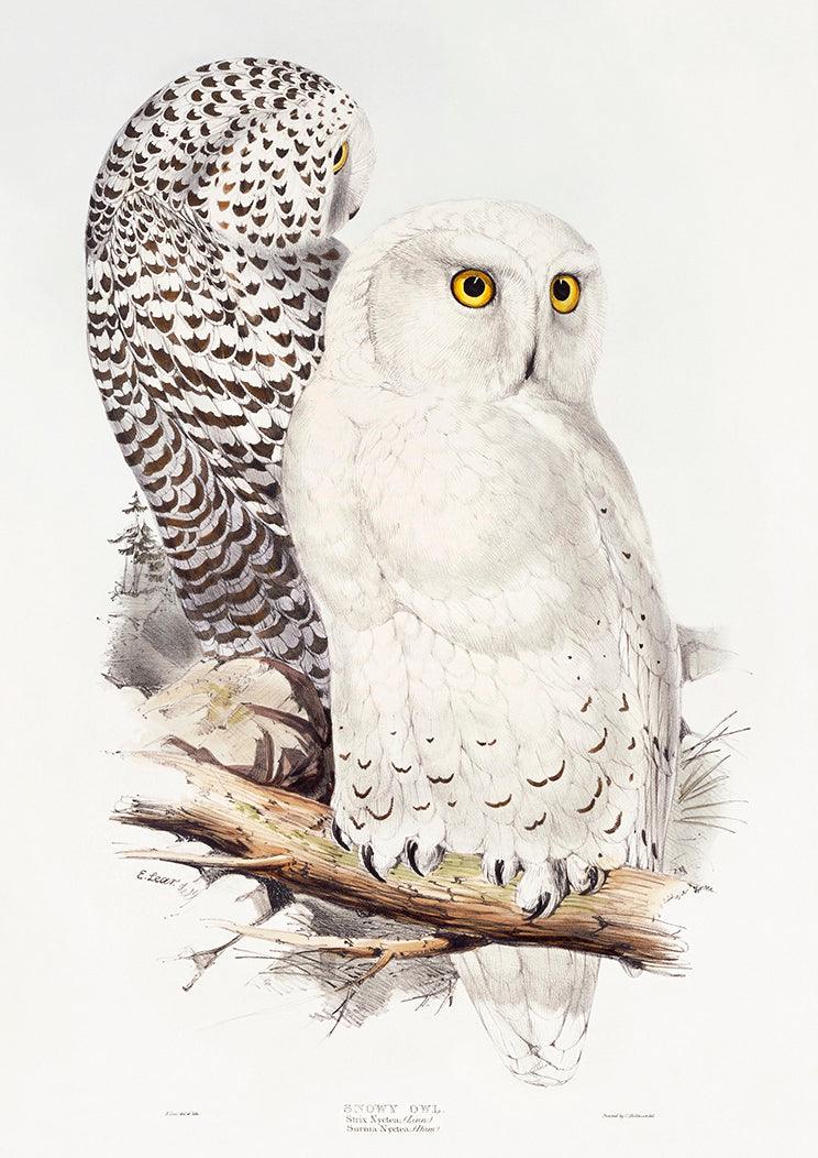 SNOWY OWL PRINT: Vintage Bird Illustration - Pimlico Prints