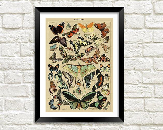 PAPILLONS PRINT: Vintage French Butterflies Art Poster - Pimlico Prints