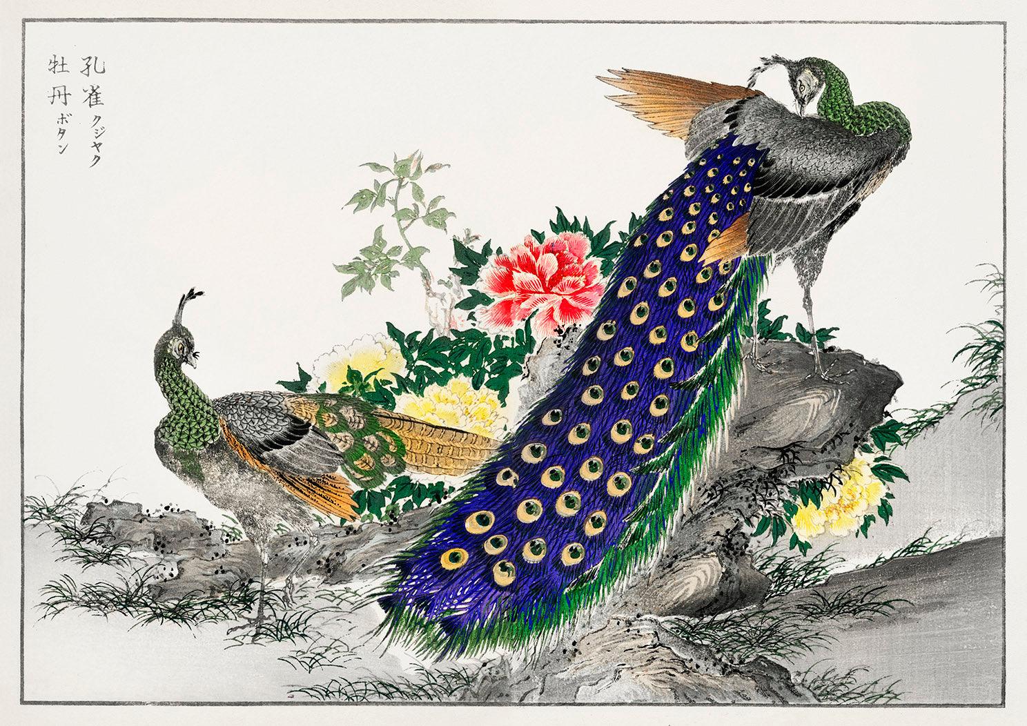 PEACOCK AND PEONY PRINT: Vintage Bird Art Illustration - Pimlico Prints