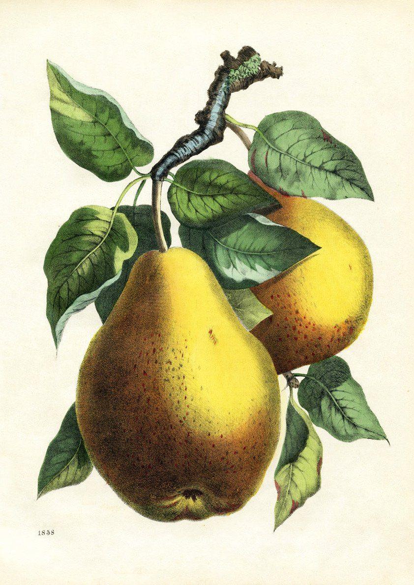 PEARS PRINT: Vintage Tree Fruit Art Illustration - Pimlico Prints
