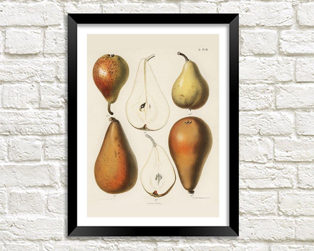 PEARS PRINT: Fruit Chromalithograph by Samuel Berghuis - Pimlico Prints