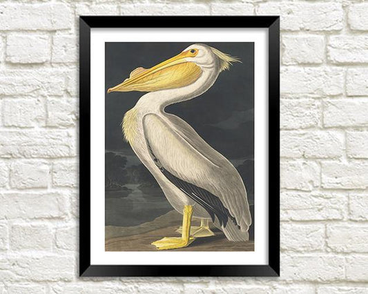 PELICAN PRINT: Vintage Audubon Bird Art - Pimlico Prints