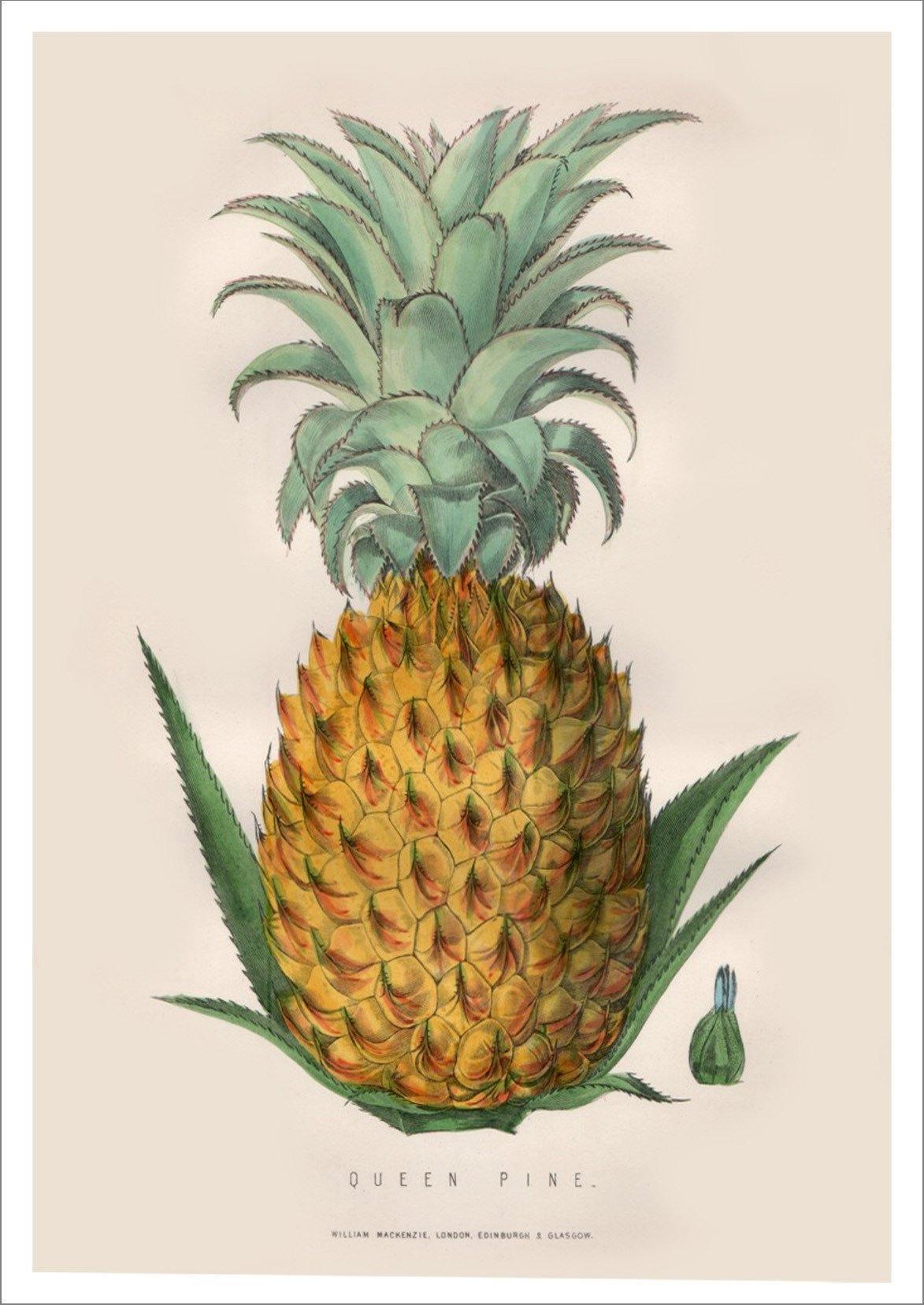 PINEAPPLE ART PRINT: Vintage Fruit Illustration - Pimlico Prints