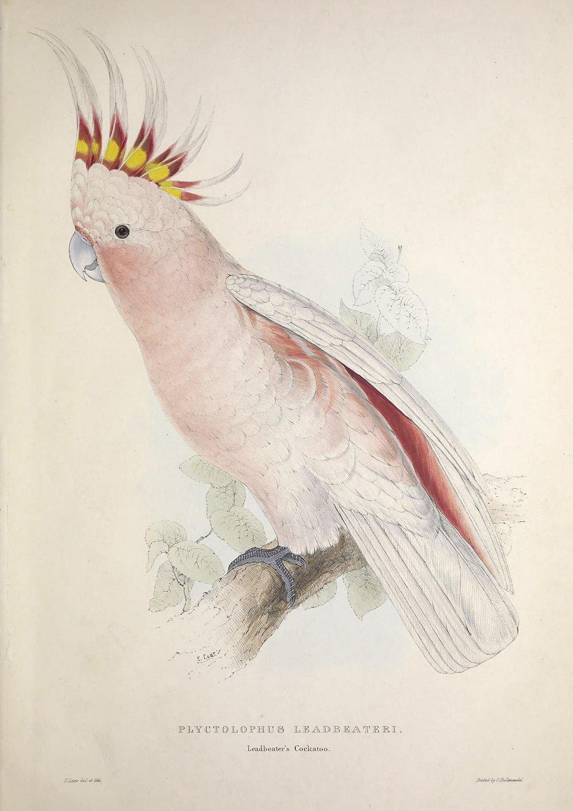 PARROT AND PARAKEET PRINTS: Vintage Bird Art Illustrations - Pimlico Prints