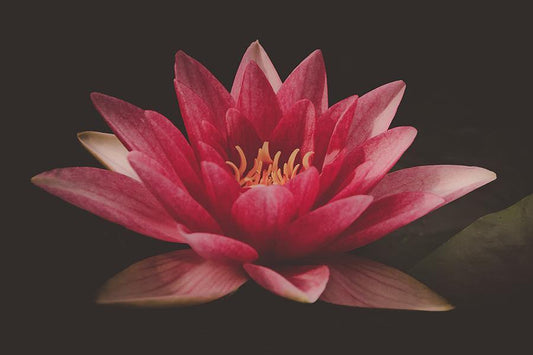 PINK LILY: Water Flower Photography Print - Pimlico Prints