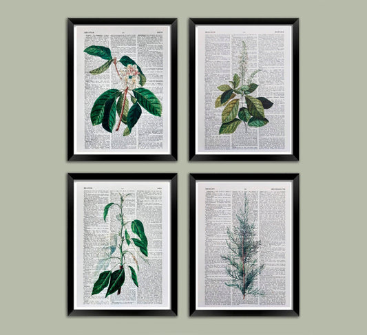 BOTANICAL PRINTS: Plant Leaves Dictionary Art - Pimlico Prints