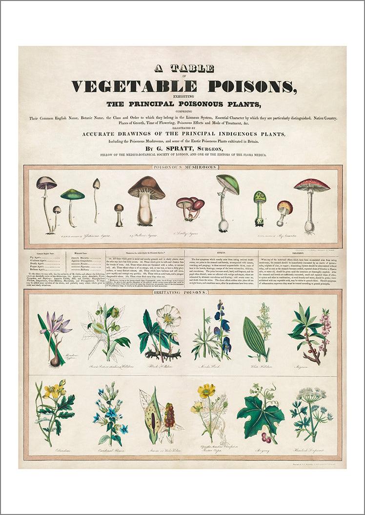 POISONS PRINT: Vintage Poisonous Mushrooms and Vegetables Illustration - Pimlico Prints