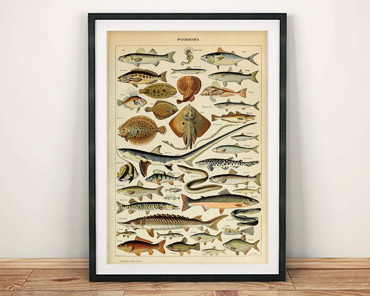 VINTAGE FISH POSTER: French Poissons Art Print - Pimlico Prints