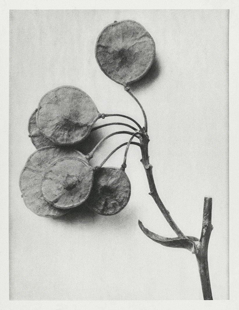 URFORMEN DER KUNST PRINTS: Botanical Plant Artworks by Karl Blossfeldt - Pimlico Prints