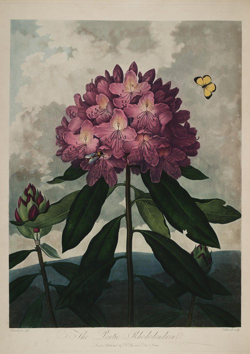 RHODODENDRON PRINT: Robert Thornton Purple Flower Art - Pimlico Prints