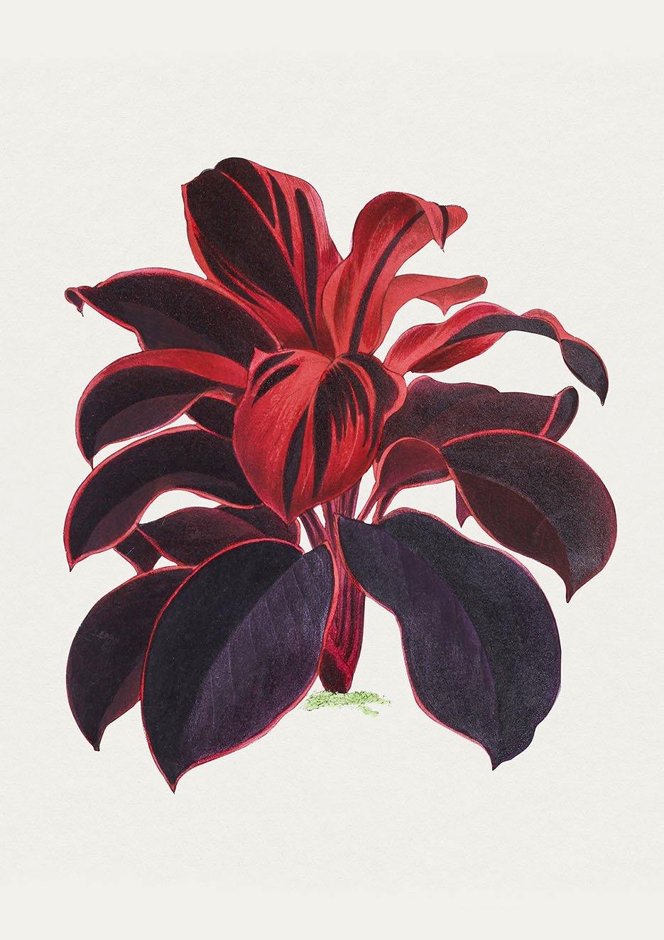 TI PLANT PRINTS: Red Leaf Hawaiian Plant Illustrations - Pimlico Prints