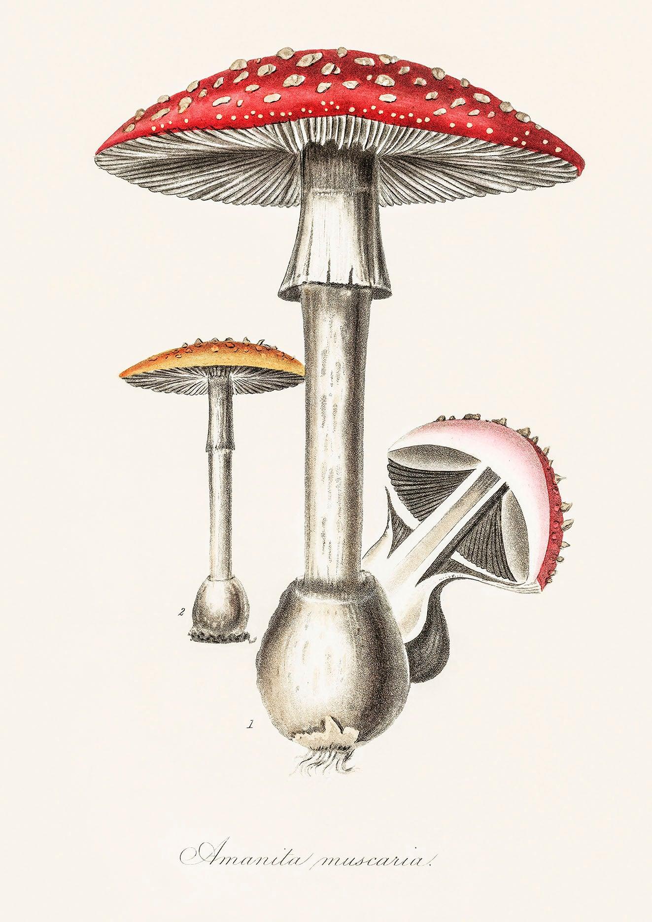 FUNGI PRINTS: Vintage Mushroom Toadstool Art Illustrations - Pimlico Prints
