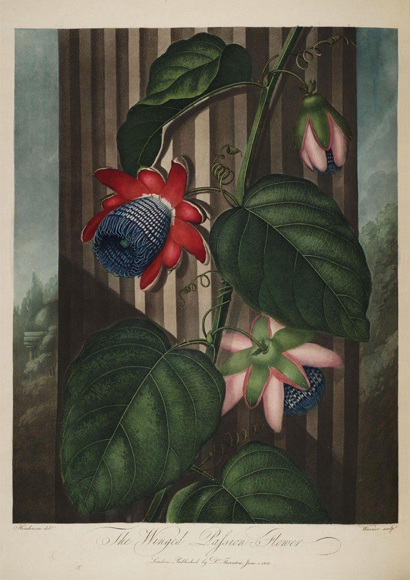 WINGED PASSION FLOWER PRINT: Robert Thornton Art - Pimlico Prints