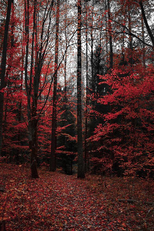 RED FOREST PRINT: Autumnal Trees Photo Art - Pimlico Prints