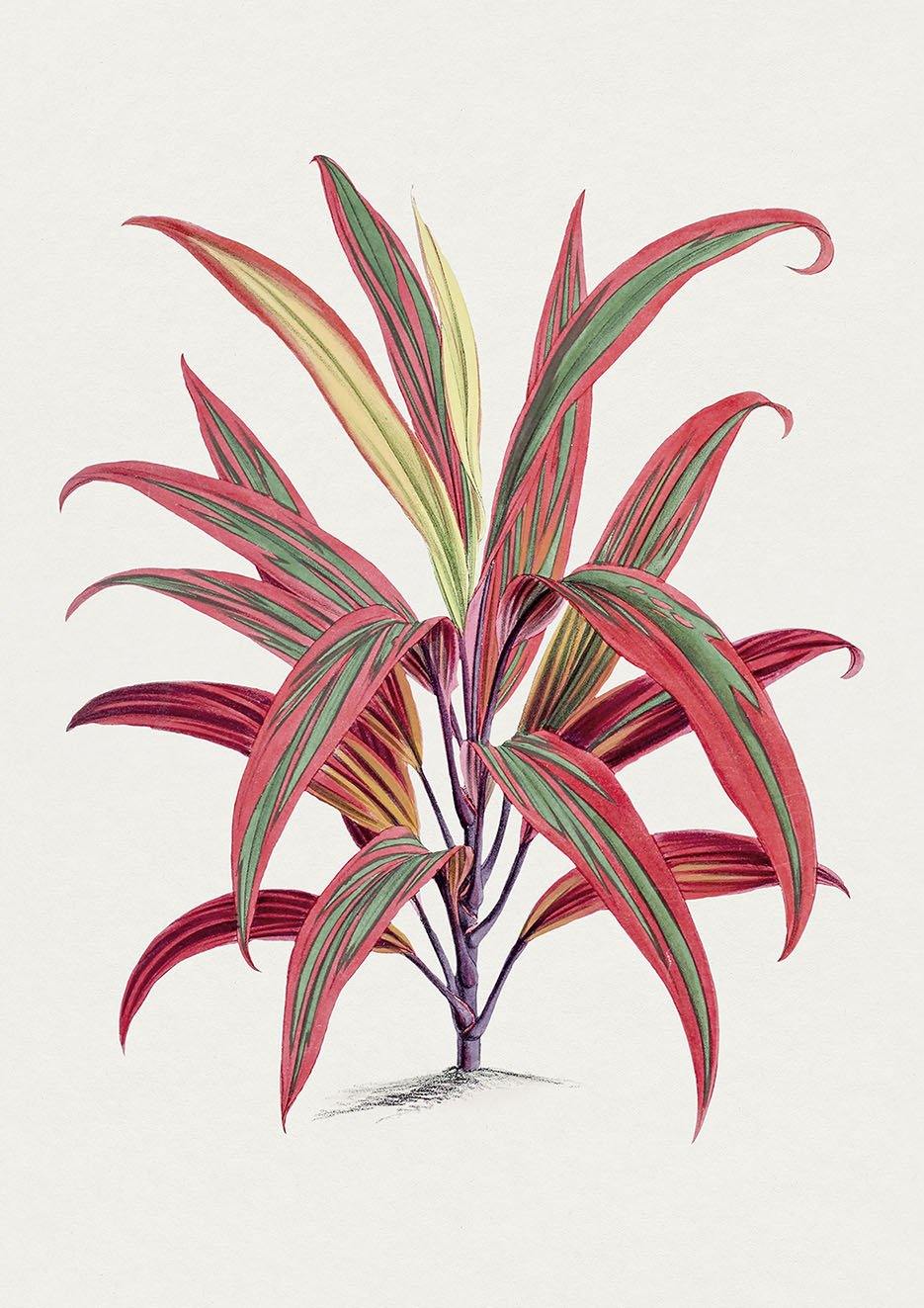 TI PLANT PRINTS: Red Leaf Hawaiian Plant Illustrations - Pimlico Prints