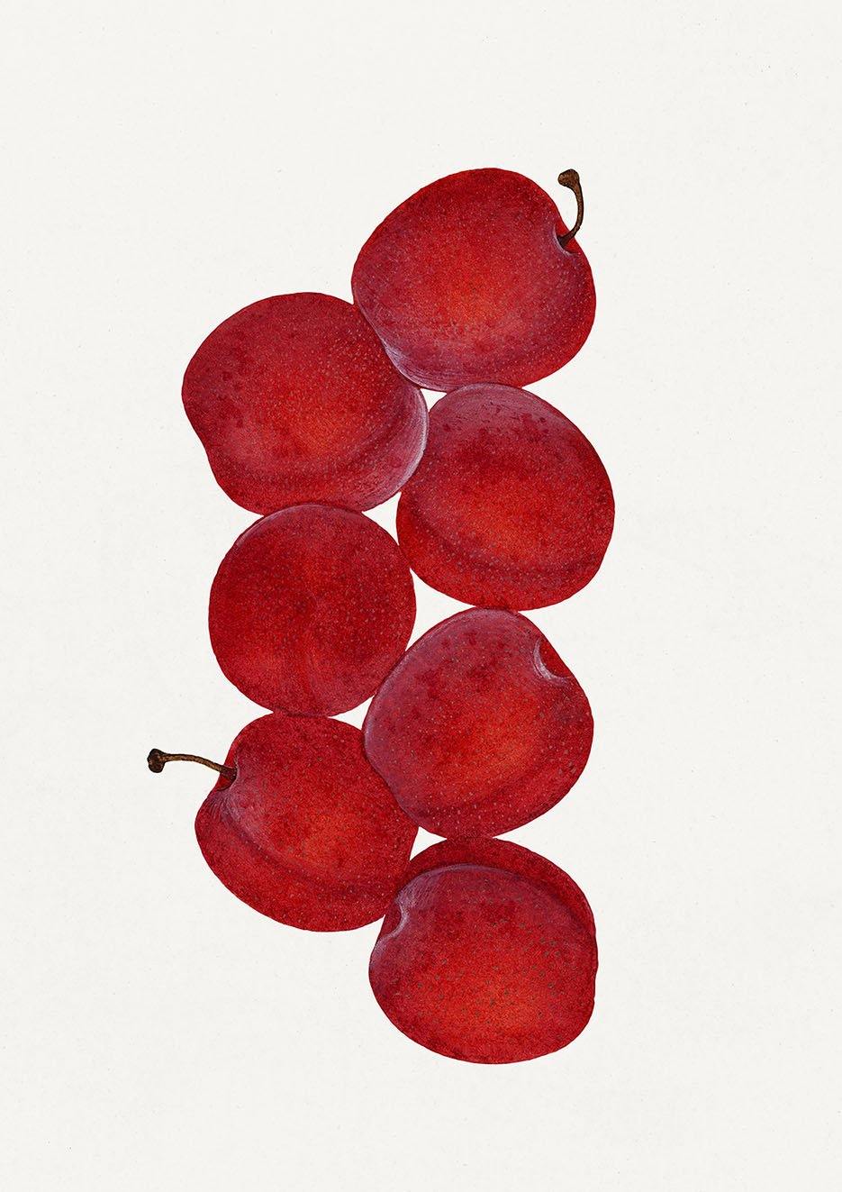 PLUMS PRINT: Vintage Red Fruit Art Illustration - Pimlico Prints