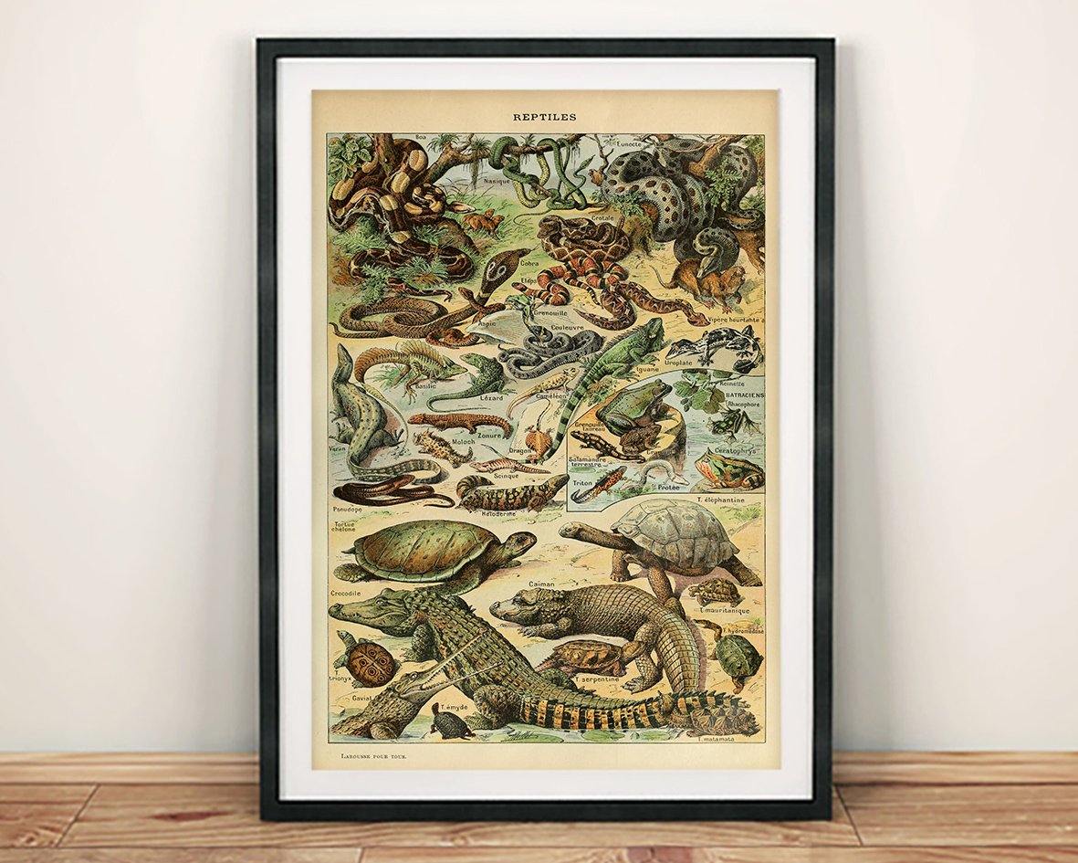 VINTAGE REPTILES POSTER: French Art Print With Crocodile, Snakes - Pimlico Prints
