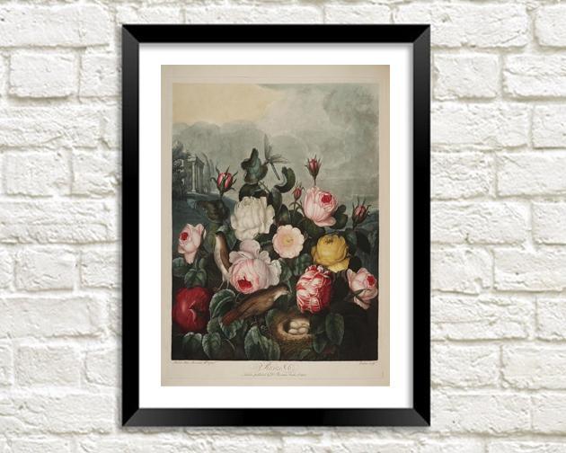 ROSES PRINT: Robert Thornton Flower Art - Pimlico Prints