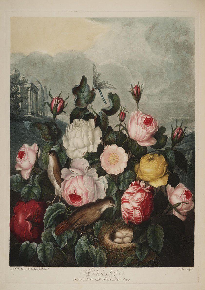 ROSES PRINT: Robert Thornton Flower Art - Pimlico Prints
