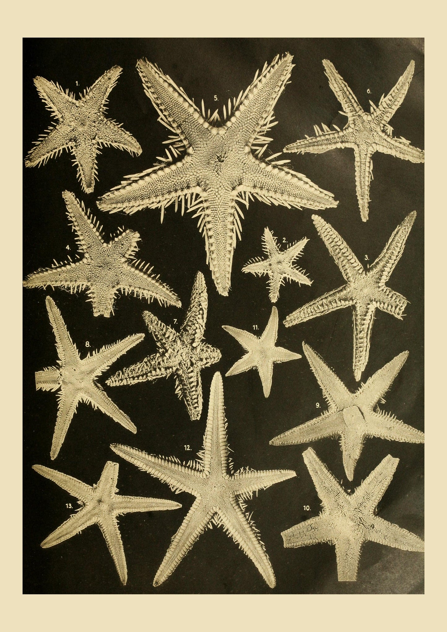 SEA STARS PRINT: Vintage Ocean Life Art - Pimlico Prints