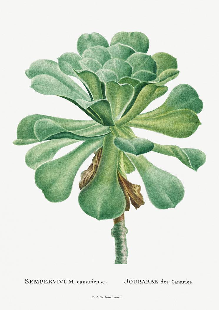 BOTANICAL PRINTS: Succulent and Cactus Plant Illustration Art - Pimlico Prints