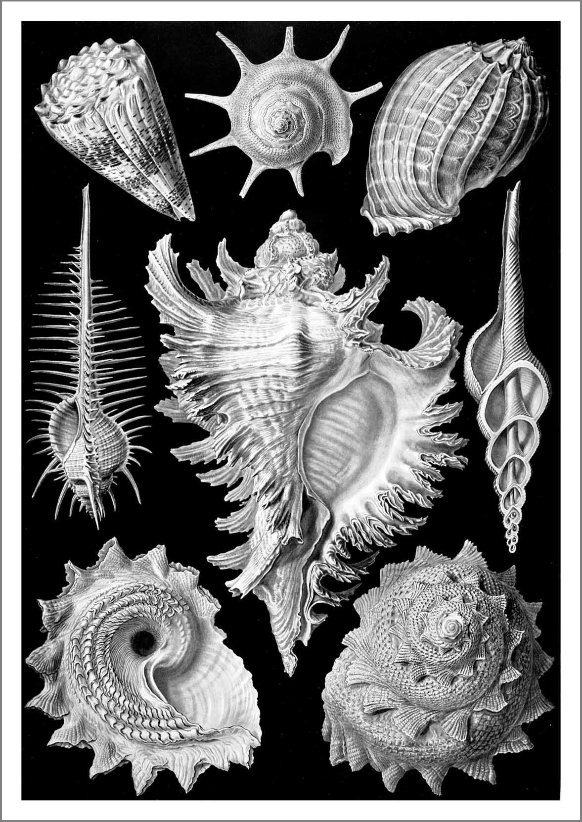 SEA SHELLS: Vintage Shell Art Print - Pimlico Prints