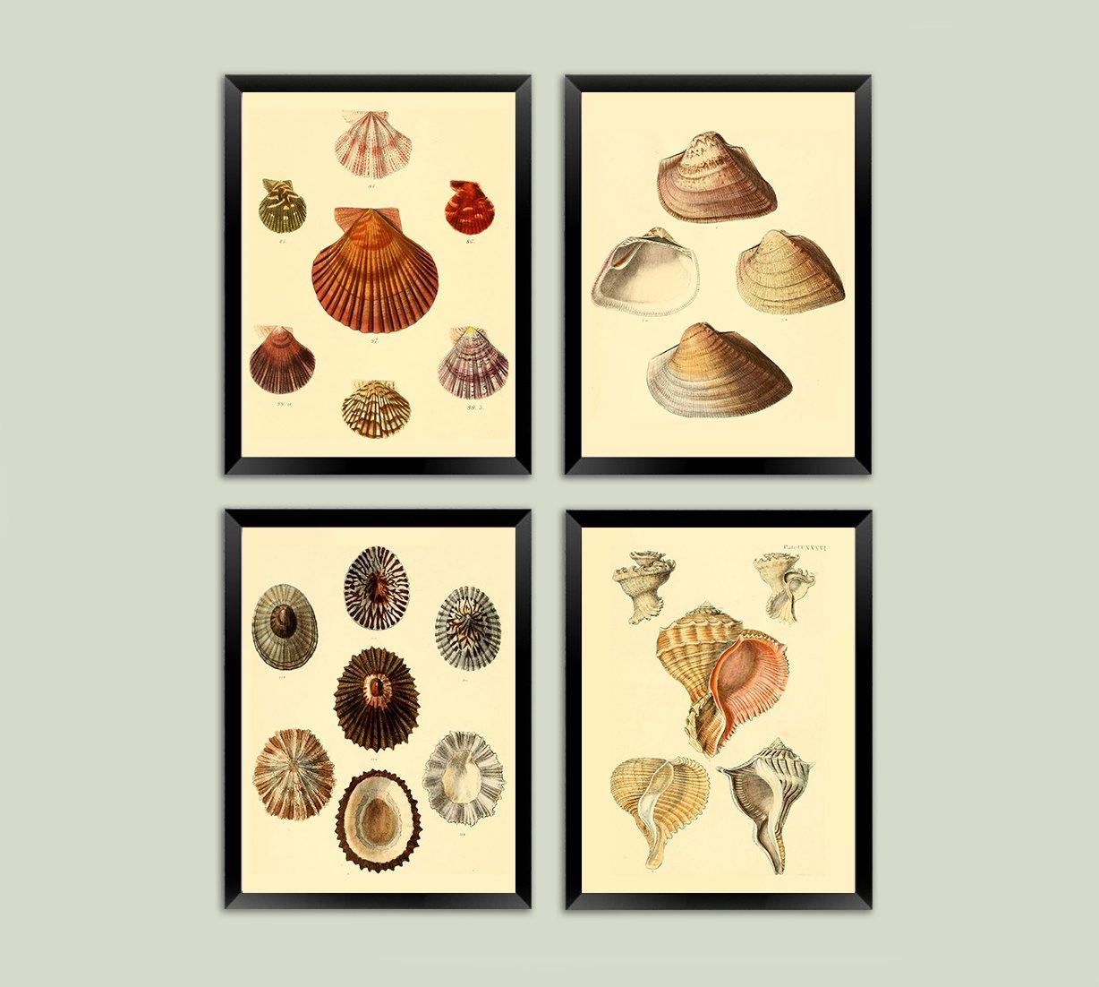 Shell Prints Small Shells SHELL PRINTS: Vintage Home Decor Art Illustrations – Pimlico Prints